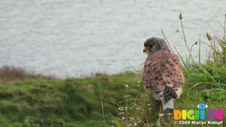 SX08844 Kestrel (Falco tinnunculus) on Trevelgue Head - Porth